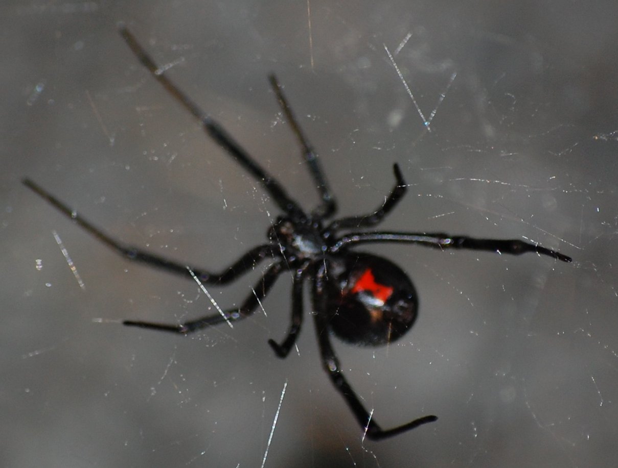 Black Widow Spider