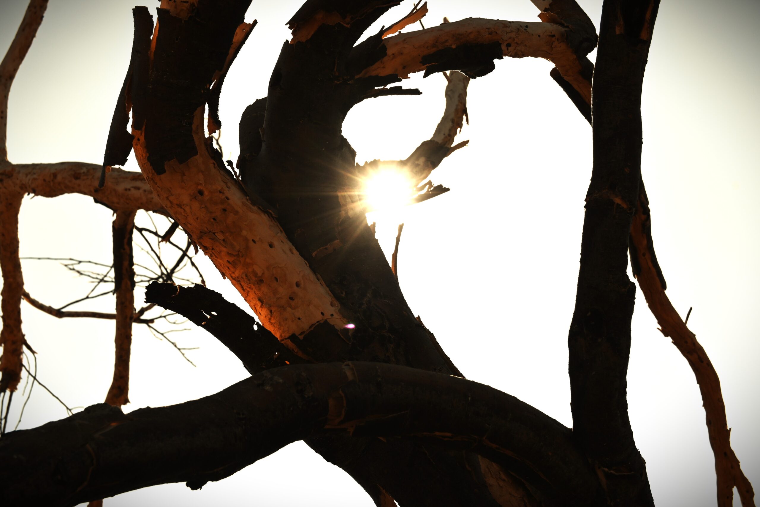 A 108-degree sun peeks through dry mesquite tree branches near Val Vista Road in Hidden Valley. June 9, 2025. [Elias Weiss]