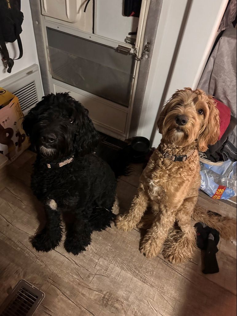 Karma (right) and Ona have been missing from a John Wayne Parkway home since June 4. [submitted]