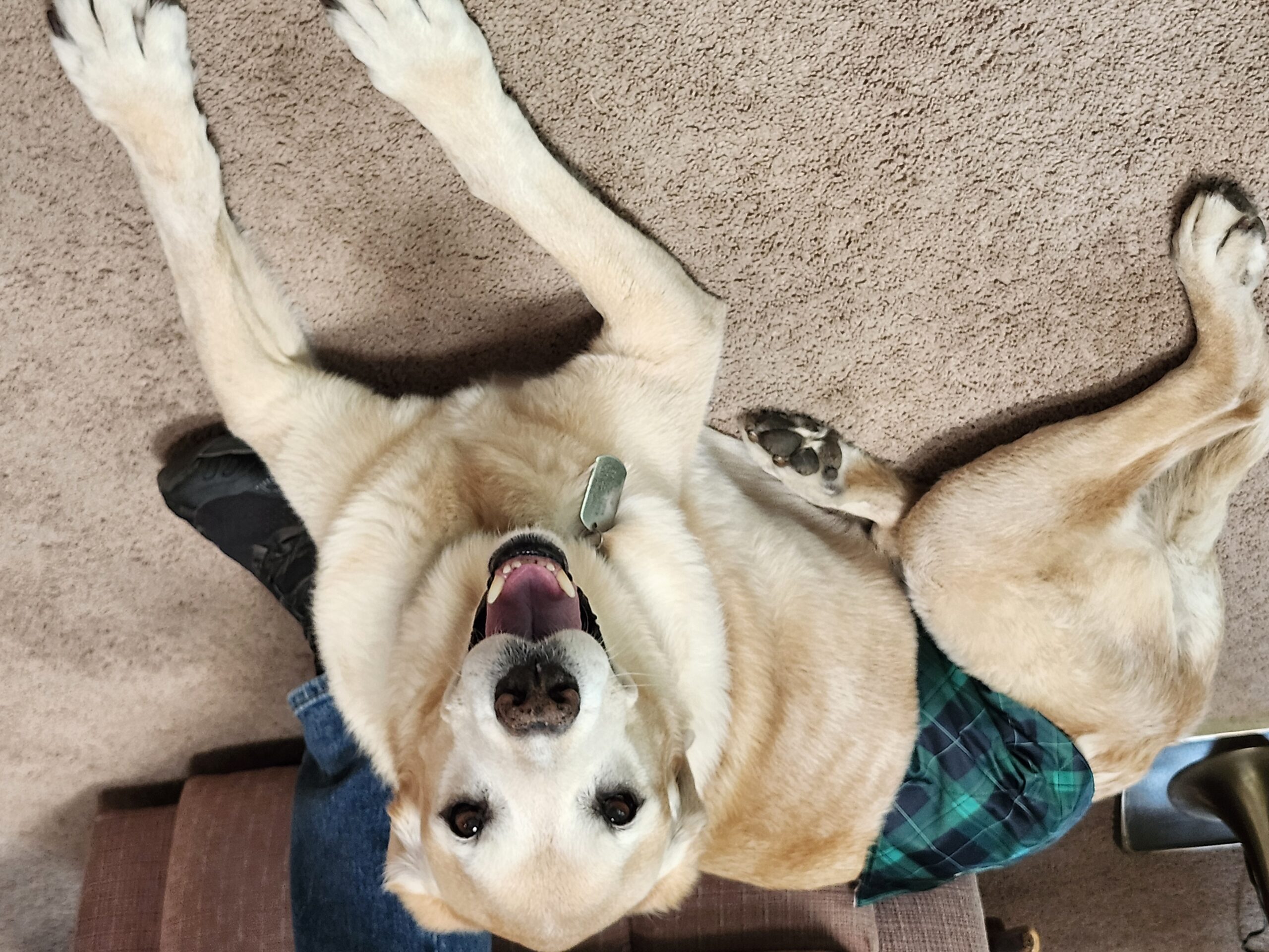 When your dog can’t control his bladder, there is no perfect treatment. [Julia Cox]