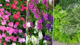 A trio of plants that bloom in Maricopa's summer: vinca, Angelonia and Ipomoea batatas 'Marguerite.' [puddytat30141, felixnine999, wallygrom via Flickr]