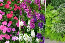 A trio of plants that bloom in Maricopa's summer: vinca, Angelonia and Ipomoea batatas 'Marguerite.' [puddytat30141, felixnine999, wallygrom via Flickr]